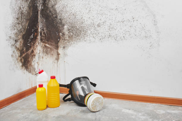 Best Mold Odor Removal Services  in Wolfe City, TX