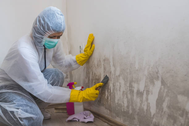 Best Asbestos and Lead Testing During Mold Inspection  in Wolfe City, TX