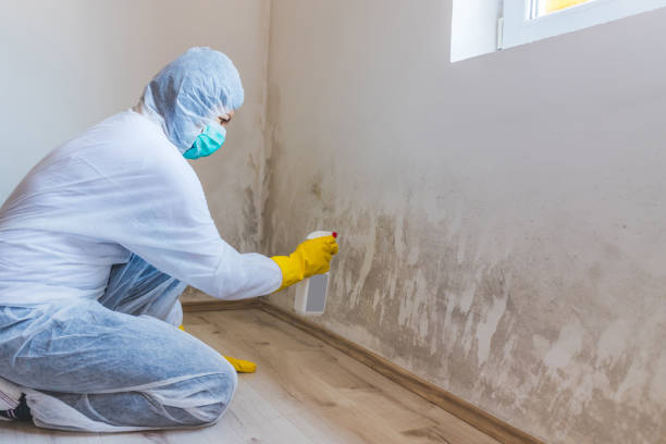 Best Mold Damage Restoration  in Wolfe City, TX