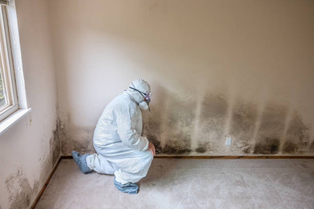 Best Mold Removal for HVAC Installations  in Wolfe City, TX