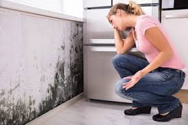 Why You Should Choose Our Mold Remediation Services in Wolfe City, TX